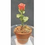 Single rose in Terracotta Pot