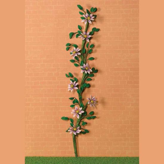 Climbing White & Purple Clematis