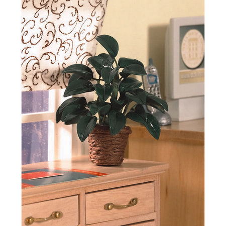 Rubber House Plant