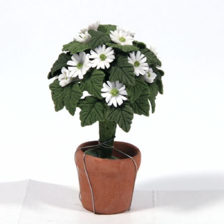 Standard White Daisy